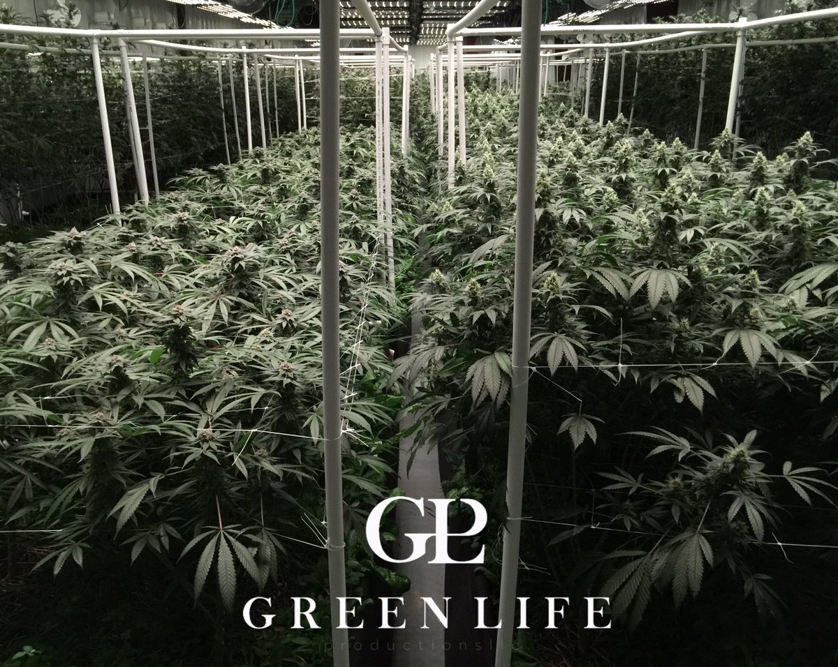 GLPNV's tweet photo. This room is looking stacked! We begin harvesting our #8thcycle #notill #livingorganicsoil next week! #glp #greenlifeproductions #dempure https://t.co/B8JNZNr2yv