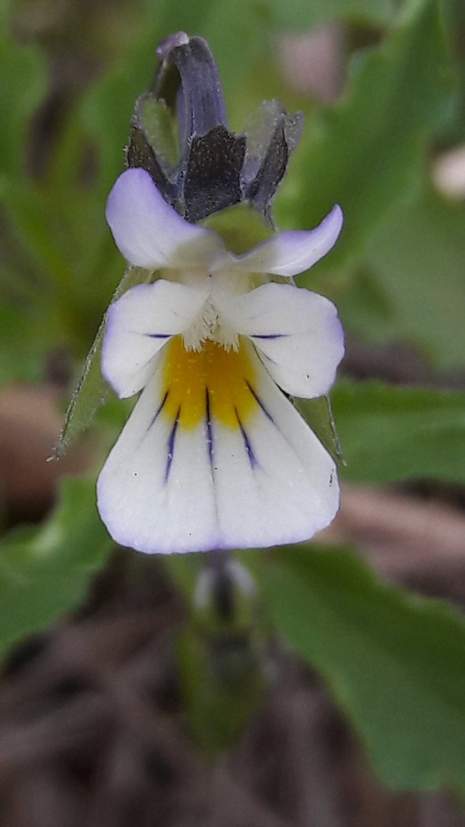 Heel veel akkerviooltjes dit jaar.