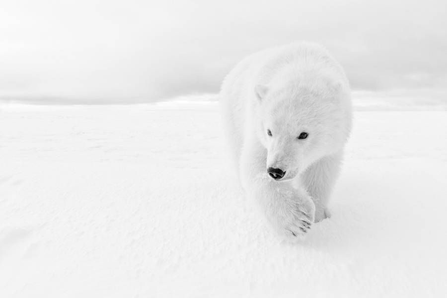 White Arctic and Antarctic Photography bit.ly/21UHF7x