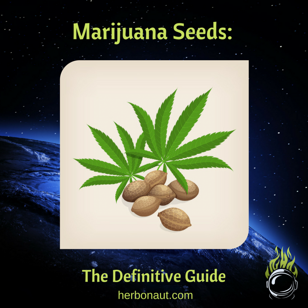 MendocinoGroup's tweet photo. #Marijuana Seeds: The Definitive Guide on How to Pick and Where to Buy https://t.co/KyBIeid3gK @herbonaut #cannabusiness https://t.co/IdJEemYNNT