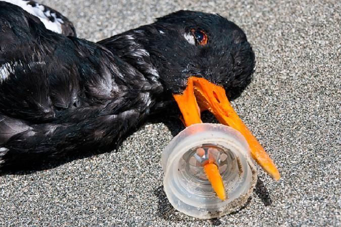 Ecogranjero's tweet photo. Un millón de aves y 100 mil animales marinos mueren cada año por la ingesta de bolsas y botellas plásticas https://t.co/WQZhjhJTvf