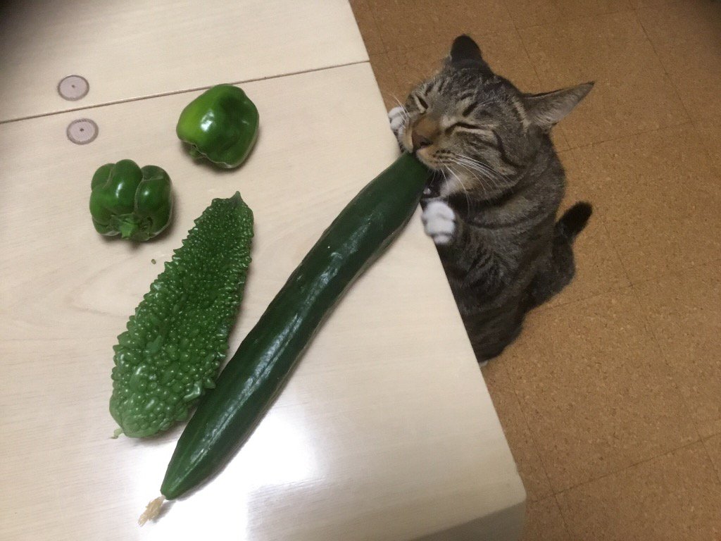 幸せそうな表情できゅうりを齧る猫さん 実はなんでも食べる Togetter