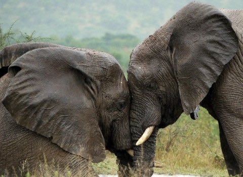 elephantsdc's tweet photo. Children learn 'E' is for 'Elephant' β not 'Extinction!' ππ https://t.co/16EO3A2gOd
#IvoryFreeDC
#ValueTheElephant
#WorldElephantDay https://t.co/RKkDR49ZrR
