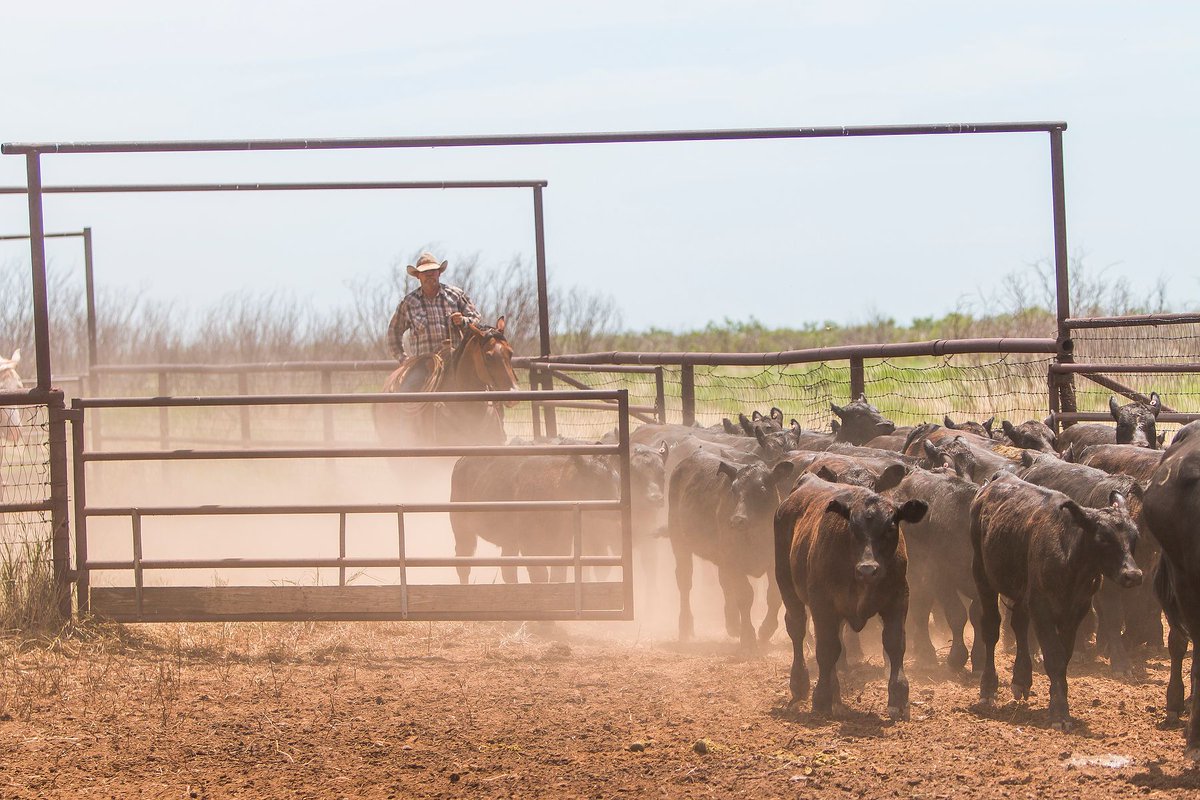 WaggonerCowboys's tweet photo. "Never approach a bull from the front, a horse from the rear, or a fool from any direction."
#westernwisdom #cowboyquotes https://t.co/nfTtF6R82p