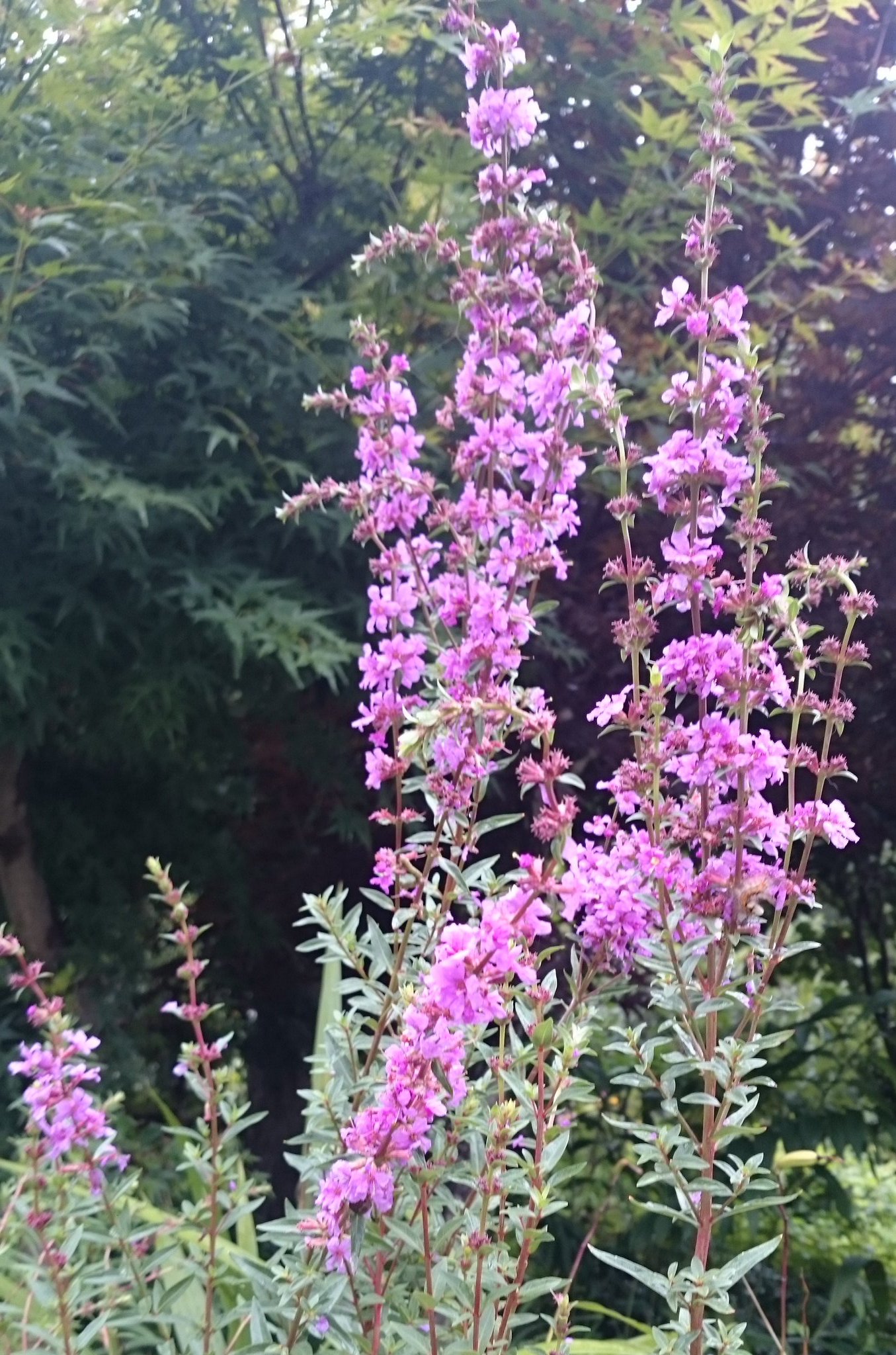 お盆の花 Twitter Search Twitter