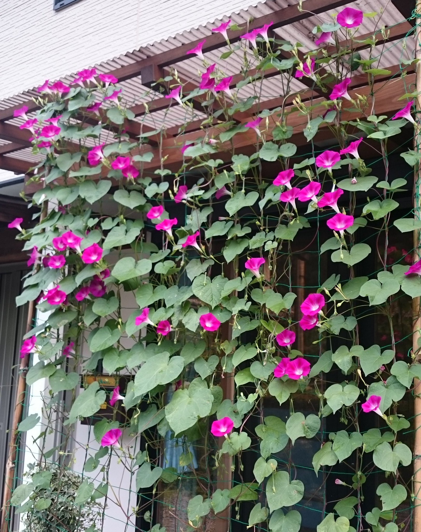 お盆の花 Twitter Search Twitter