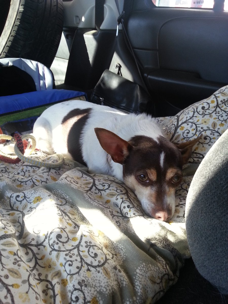 saramkarpik's tweet image. #ThankfulThread #DaySeventyNine
Superman and cotton candy ice cream, puppies, on our way to the cabin!