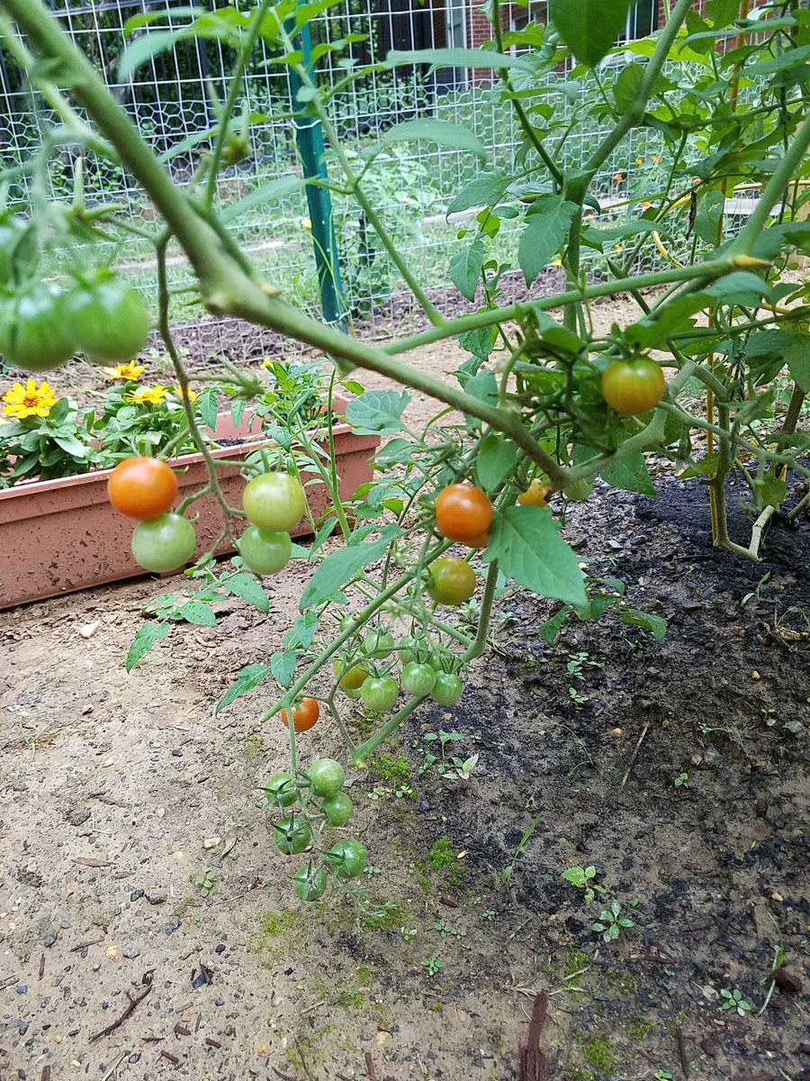 ryanbindc's tweet photo. #CommunityGarden #Tomatoes #BananaPepper #BellPepper #SerranoPepper #GreenBeans #Basil #Mint #Broccoli #Squash #Eggplant #Sage #Thyme https://t.co/QsWqun0OzS