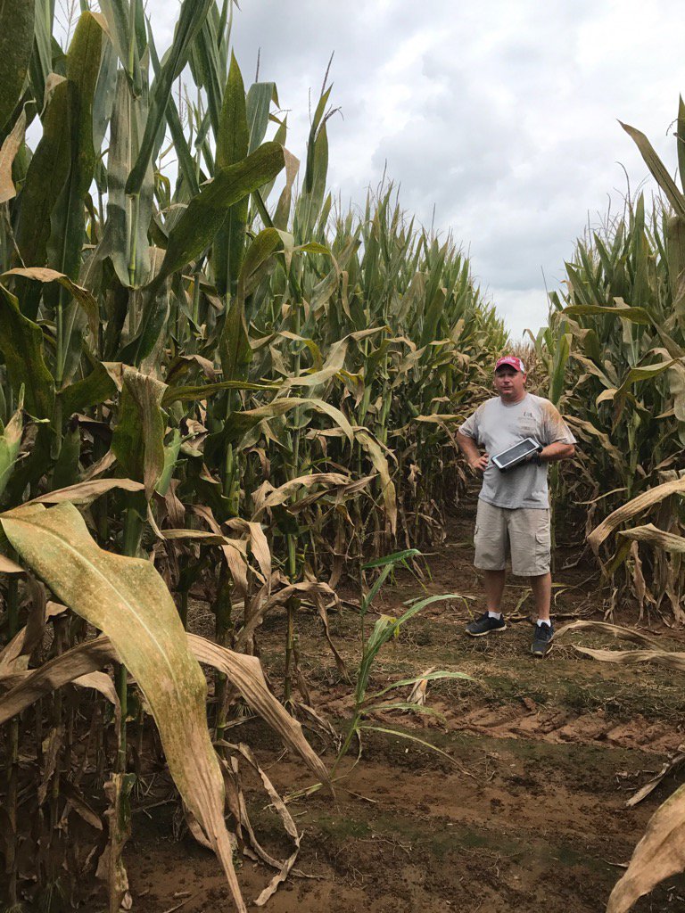 travisfaske's tweet photo. @MichaelMemerson rating corn fungicide plots for southern rust. NTC still standing with 80% SR. https://t.co/Av25L1LLvd