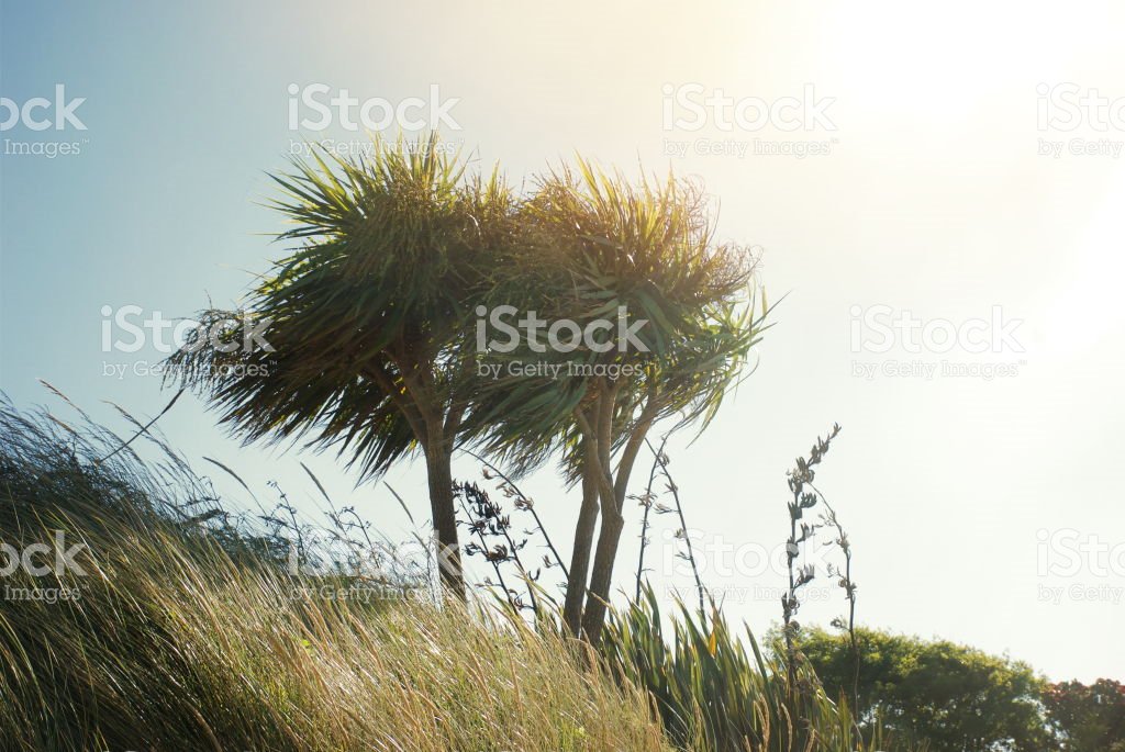 KiwiB_Art's tweet photo. #TiKouka, #NZ's iconic #CabbageTree
Buy Extended Licence for #ReSale!
https://t.co/jRDIq1nPRz
#Kiwiana #NZPlant #Aotearoa #DigitalNZ https://t.co/1WCVP9olVD