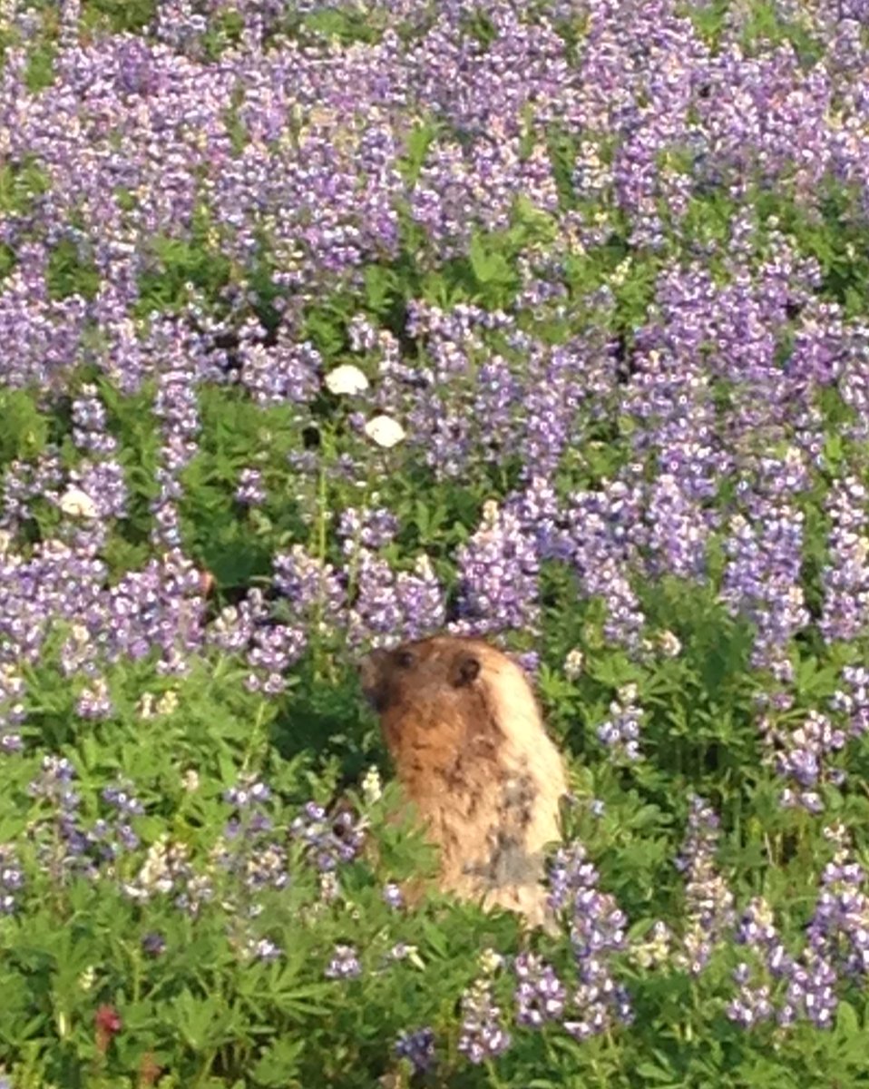 Happiest marmot I've ever met, having supper along #SkylineTrail, <a href="/MountRainierNPS/">MountRainierNPS</a>