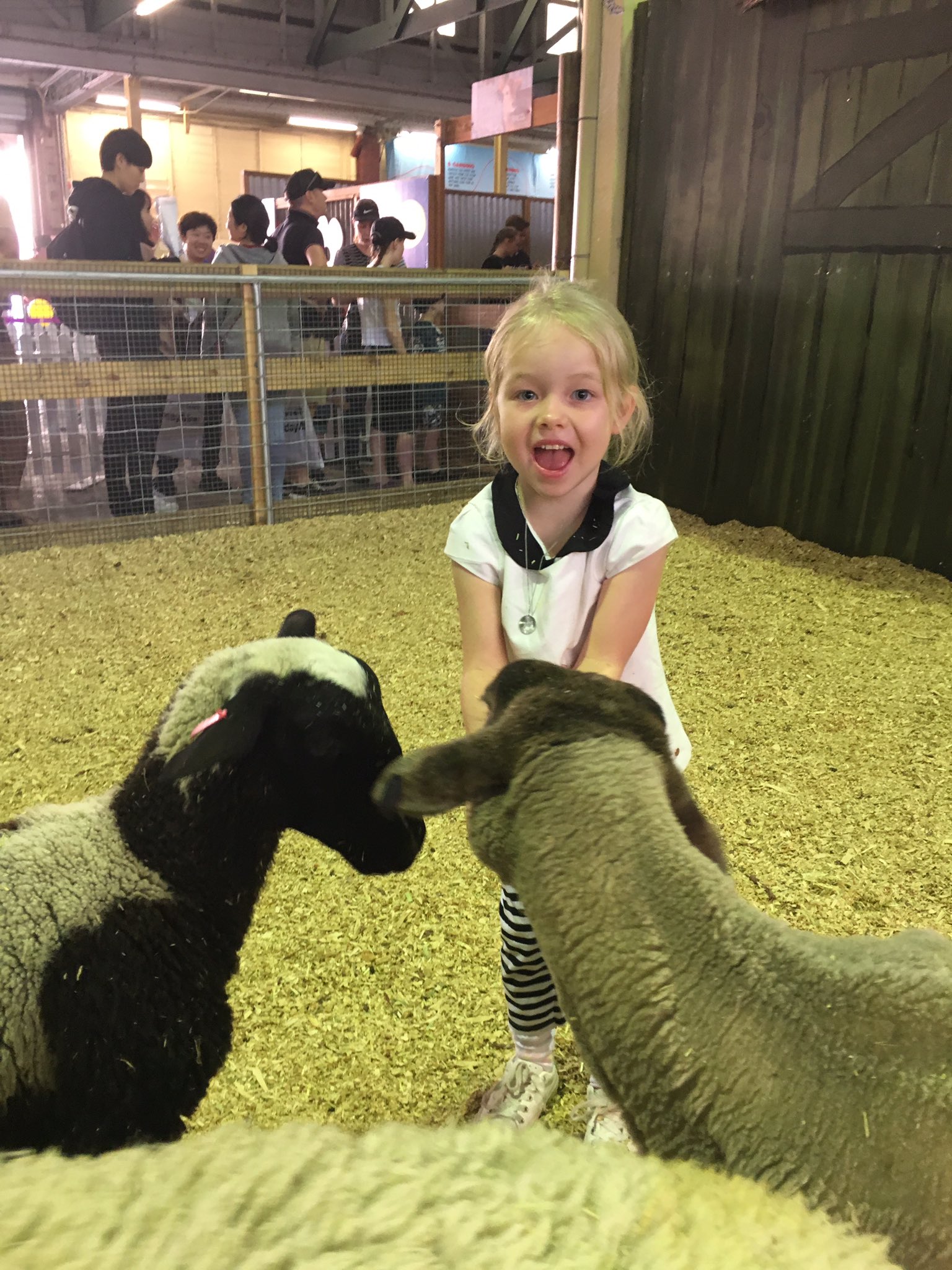 Ekka on Twitter "Day 2 of the Ekka is here! Come and visit the 550