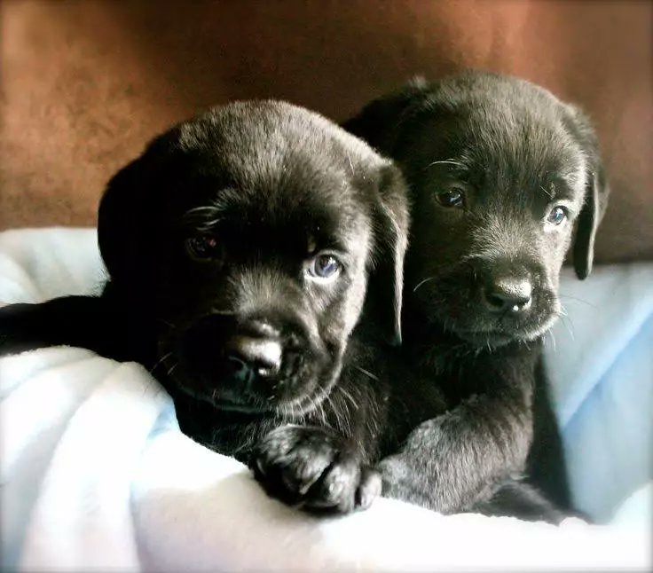 JolieMarzo's tweet photo. Getting excited about our new service pup to train named  Pronto. #Gopronto https://t.co/SHyXkMUuIn