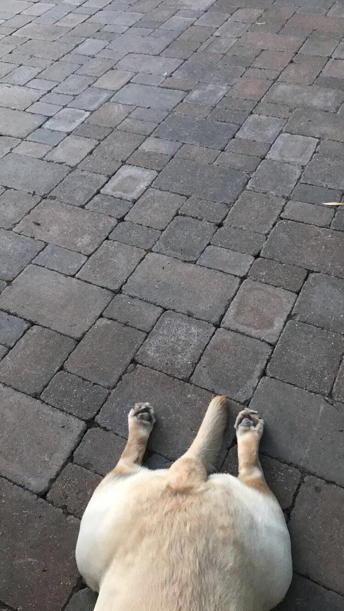 BryceButler7's tweet image. Open for a surprise