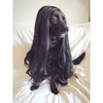 綺麗すぎ!黒い犬にウィッグを被せたらモデルみたいになったw