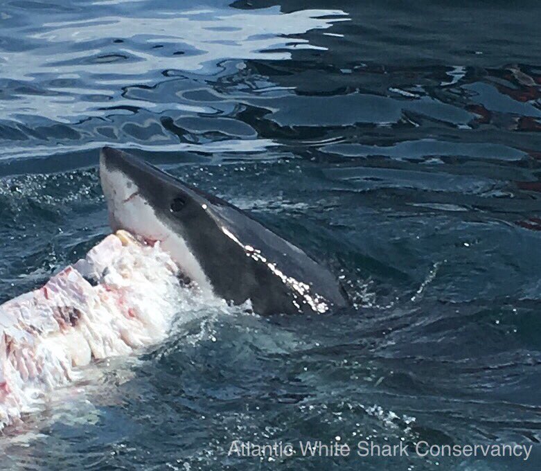 Atlantic White Shark Conservancy on Twitter: "AWSC on the water today taking @GoPro footage of