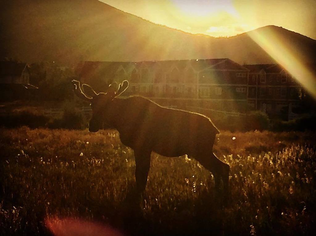 swingmanphoto's tweet photo. #moose is the #hood #blackhawkstation #bull #dinnerandashow #mountainlife #parkcity #wildlife https://t.co/kjnF28NTax https://t.co/1RRExAbGF7