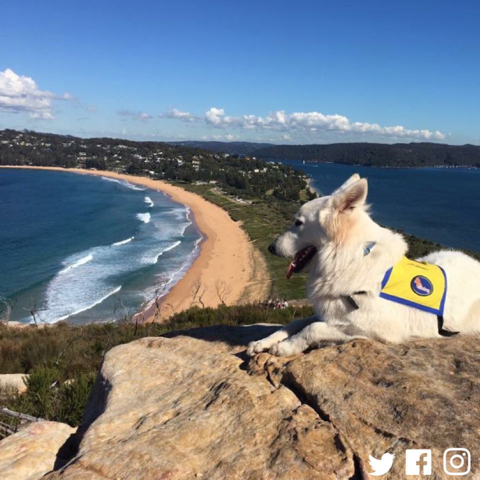 mindDogAU's tweet photo. Happy Saturday! For maximum mindDog cuteness make sure and follow us across all our social platforms FB, Instagram and Twitter. 😊 https://t.co/4fkXAVtWZo