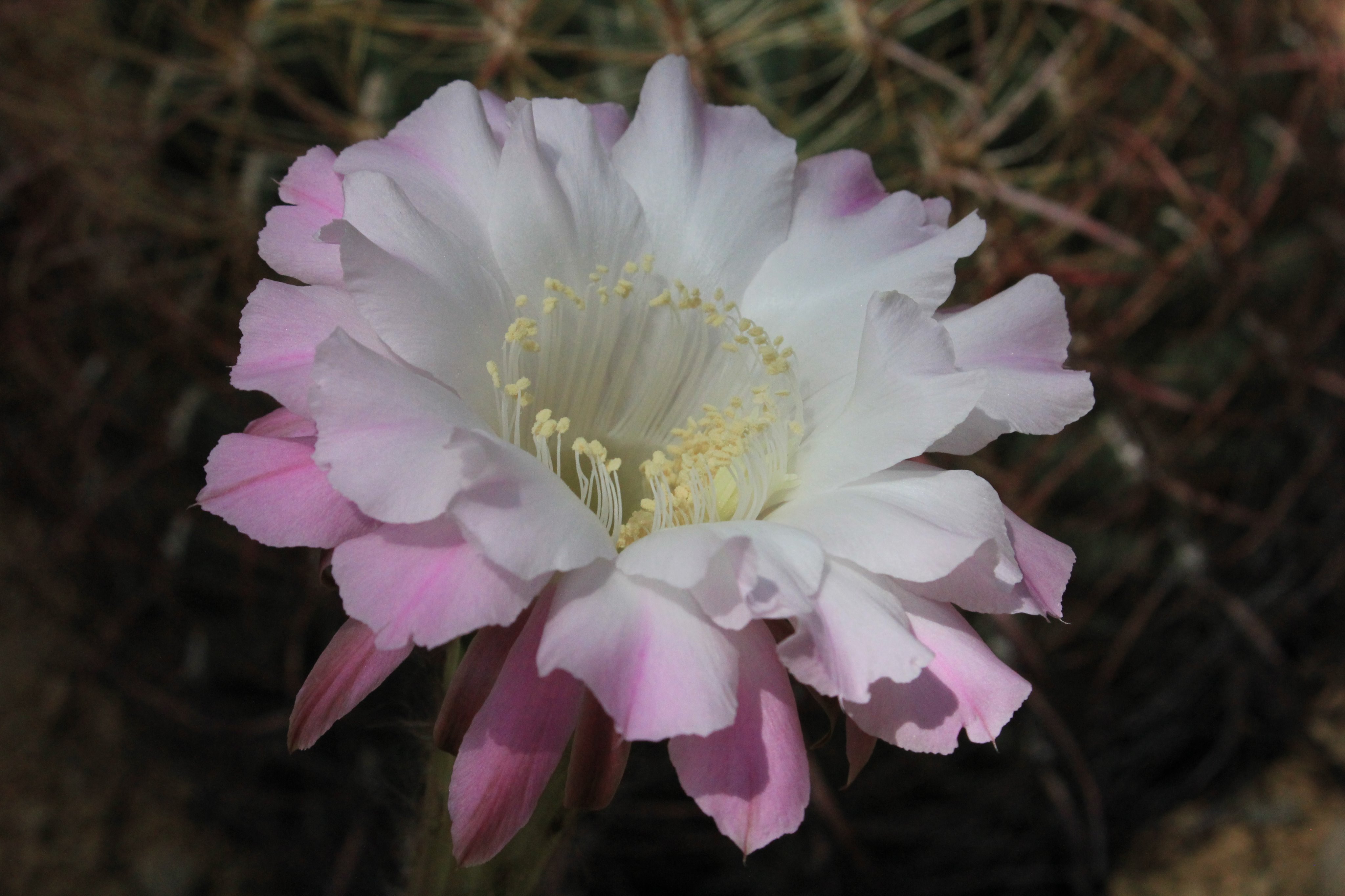 咲くやこの花館 Pa Twitter 白地に淡いピンクが美しいサボテンの花 その名も ミス ユニバース 名前に恥じない花姿に目が釘づけです 花 は一日でしぼんでしまいますので 見たい方はお早めに 咲くやこの花館 ミス ユニバース サボテン 名前負けしない花