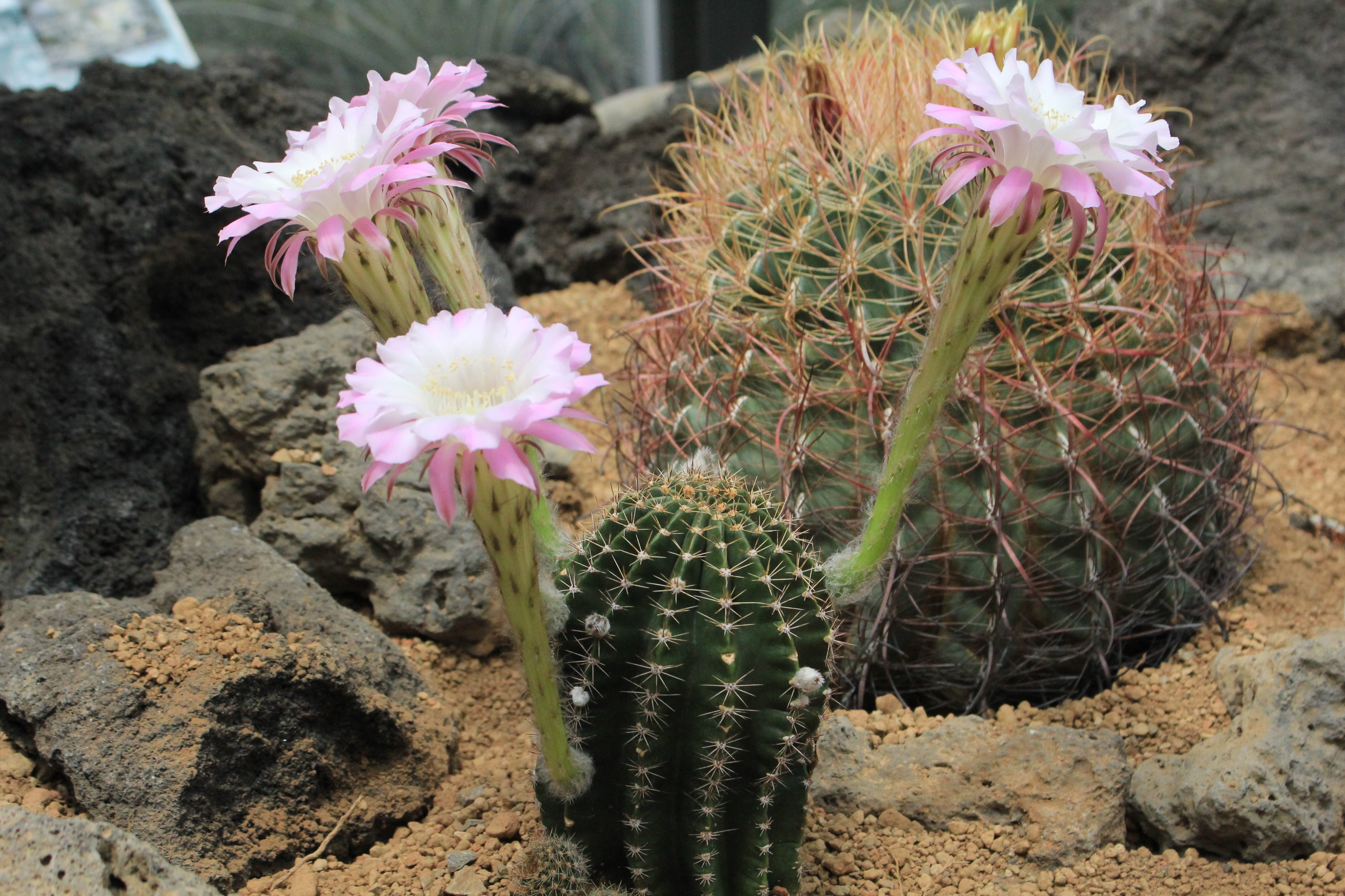 咲くやこの花館 Pa Twitter 白地に淡いピンクが美しいサボテンの花 その名も ミス ユニバース 名前に恥じない花姿に目が釘づけです 花 は一日でしぼんでしまいますので 見たい方はお早めに 咲くやこの花館 ミス ユニバース サボテン 名前負けしない花