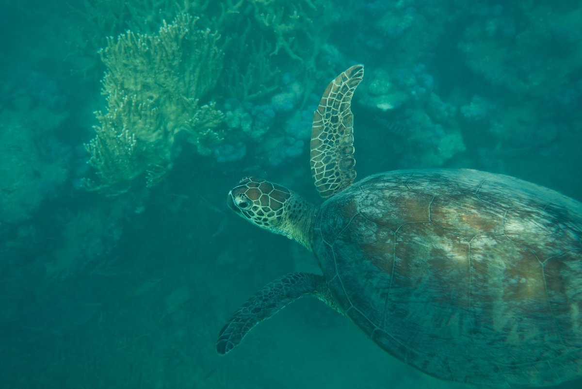 Van_Demonian's tweet photo. @WhitsundaysQLD Cyclone damage is nothing in comparison w the happiness of swimming with a turtle! https://t.co/i3khHmi7z6 https://t.co/9QivN4H7N6