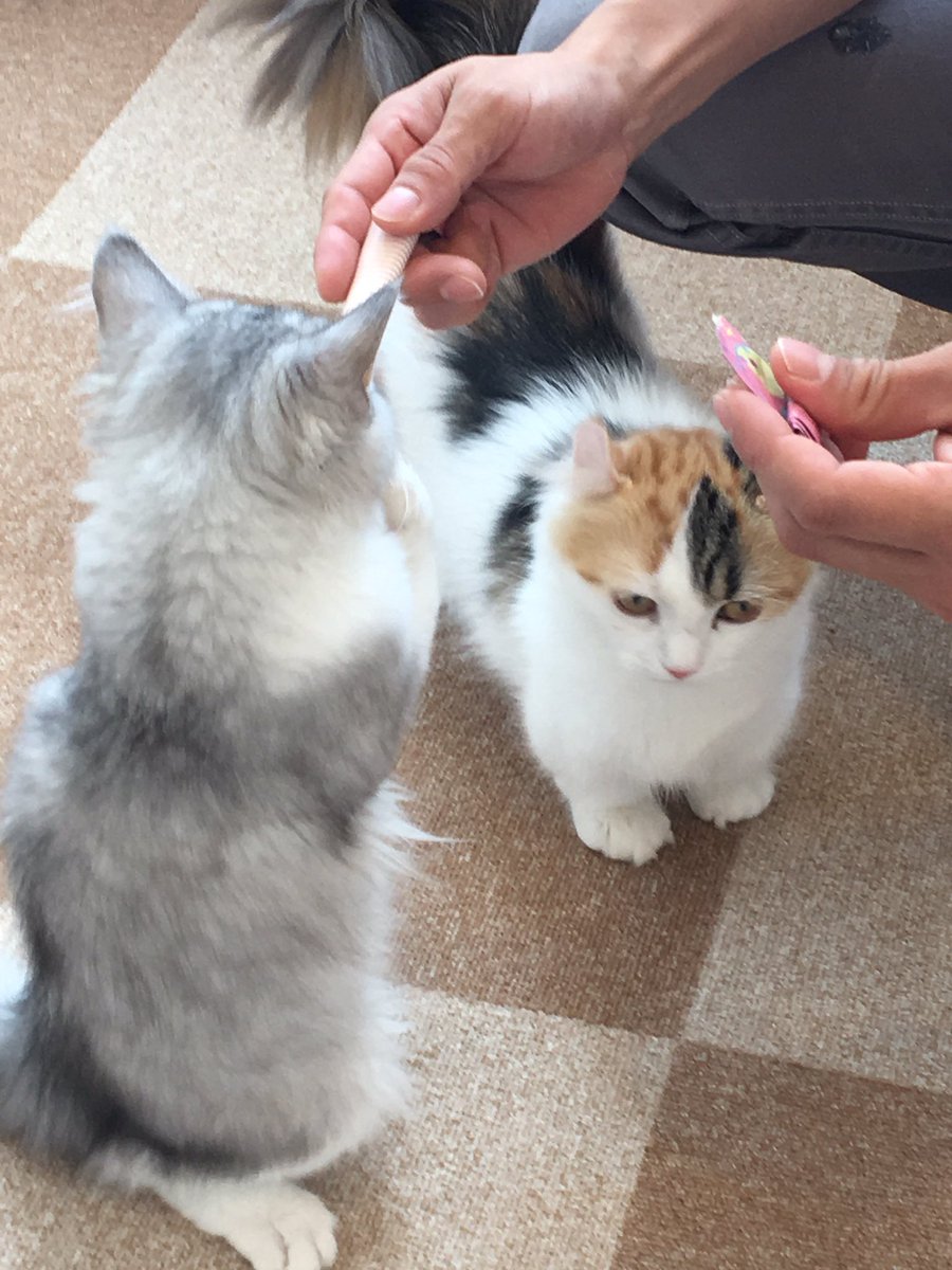 猫ハウスまいけるcafe ラガマフィンの子猫今日飼い主さんの元へ 幸せになってね とーてもなつこくて性格も良い子 そして 夕方にクレアが里親さんのところへトライアルにはいります そして 今日は12日なのでポイント2倍デー 猫 猫 猫ハウスまいけるcafe ラガマフィンの子猫今日飼い主さんの元へ 幸せになってね とーてもなつこくて性格も良い子 そして 夕方にクレアが里親さんのところへトライアルにはいります そして 今日は12日なのでポイント2倍デー 猫 猫