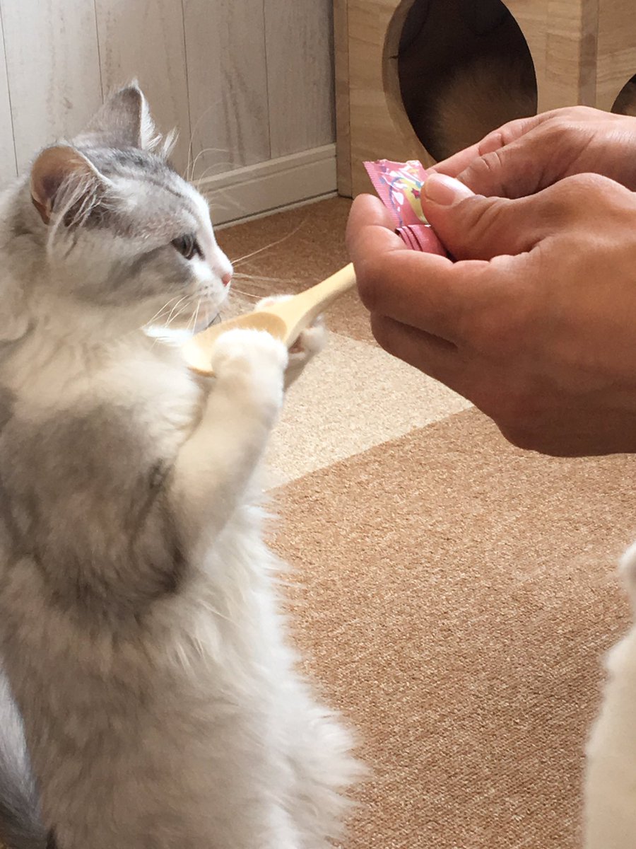 猫ハウスまいけるcafe ラガマフィンの子猫今日飼い主さんの元へ 幸せになってね とーてもなつこくて性格も良い子 そして 夕方にクレアが里親さんのところへトライアルにはいります そして 今日は12日なのでポイント2倍デー 猫 猫 猫ハウスまいけるcafe ラガマフィンの子猫今日飼い主さんの元へ 幸せになってね とーてもなつこくて性格も良い子 そして 夕方にクレアが里親さんのところへトライアルにはいります そして 今日は12日なのでポイント2倍デー 猫 猫