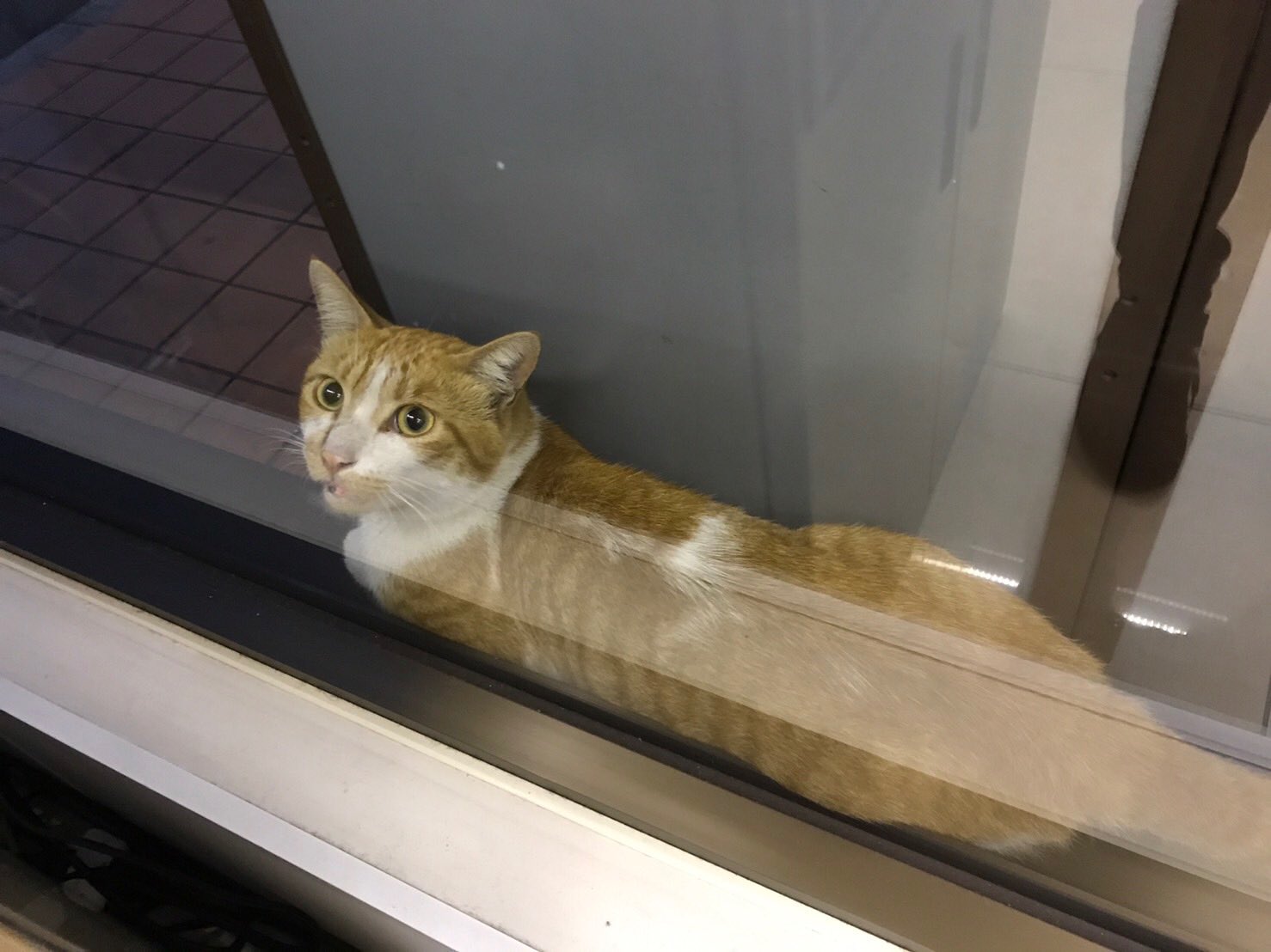 さいたまの端っこのコンビニ 今年は猫ちゃんがらみの話が多いですが 来店 する猫ちゃんには 入り口自動ドア前に居座る ななちゃん 以外にもゴミ箱の裏に居座る 茶トラ もいます T Co Tx59hap5wa Twitter