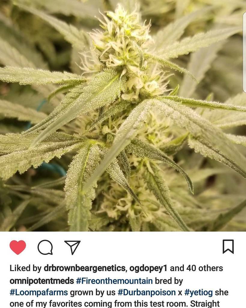 loompafarms's tweet photo. @omnipotentmeds found some heat in #FireOnTheMountain. Be on the lookout #Prop203 patients...#UnderdogOG has made β¦ https://t.co/5cr1x5RQAR https://t.co/Fvv1aSq56v