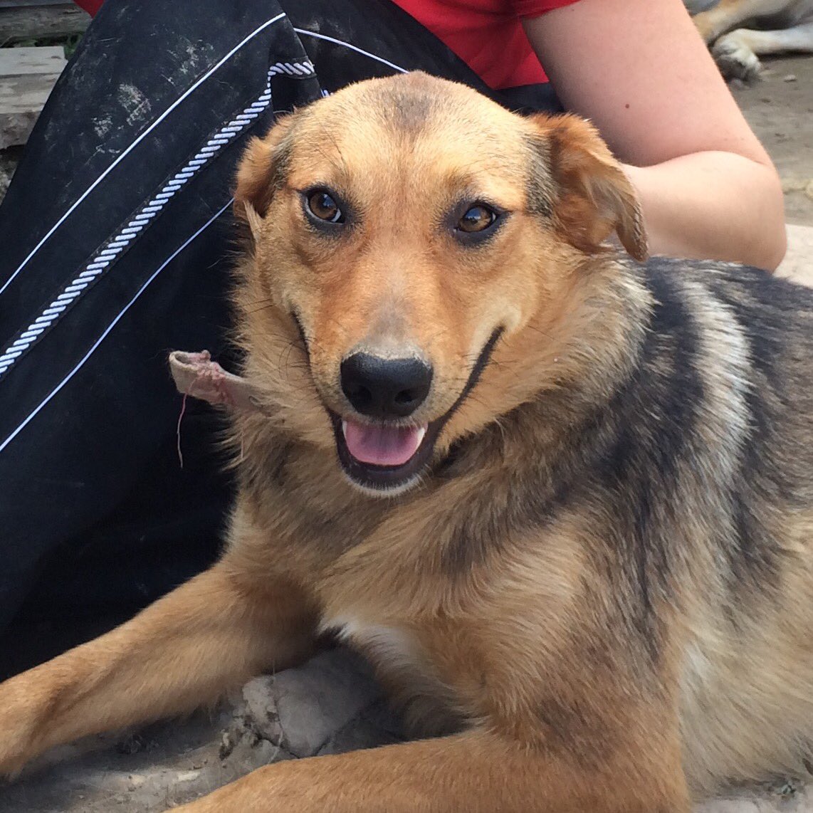 PRIM aus Kazan

❤️ Ich bin eine Kuschelerna! ❤️

Prim, 11 Monate alt, 50 cm groß, 17 kg schwer, kastriert, Mädchen