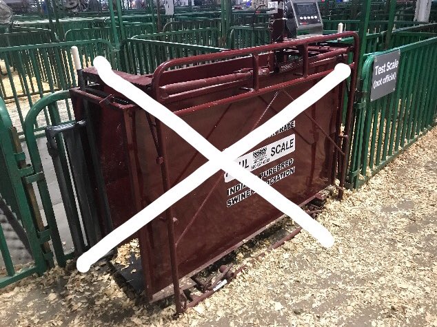 JC_Showpig's tweet photo. Attention Johnson County State Fair 4-H Barrow 🐷Exhibitors. There will be no official weigh back for the barrow show. 🐖🐖#IndyStateFair https://t.co/mrFrTR1TEF