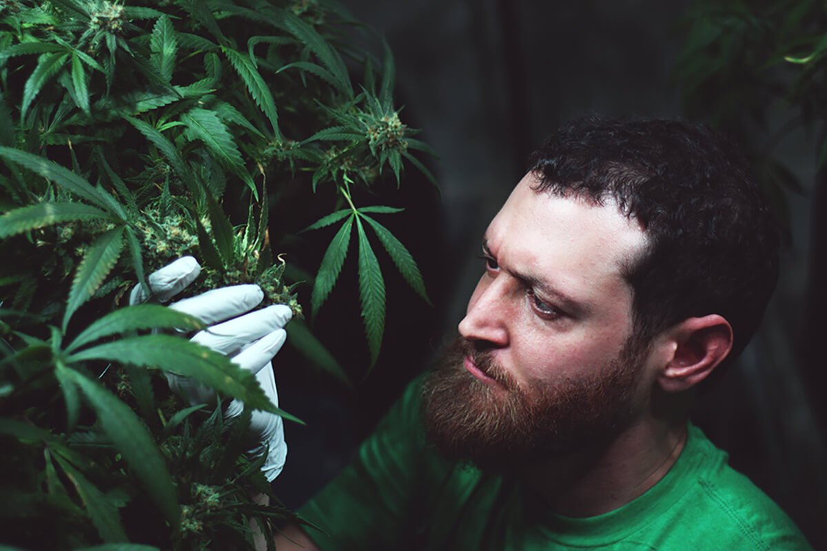 What is craft #cannabis? We talked with Danny Sloat, expert in craft cannabis and CEO of @AlpinStash, to learn more bit.ly/2v5RQLH
