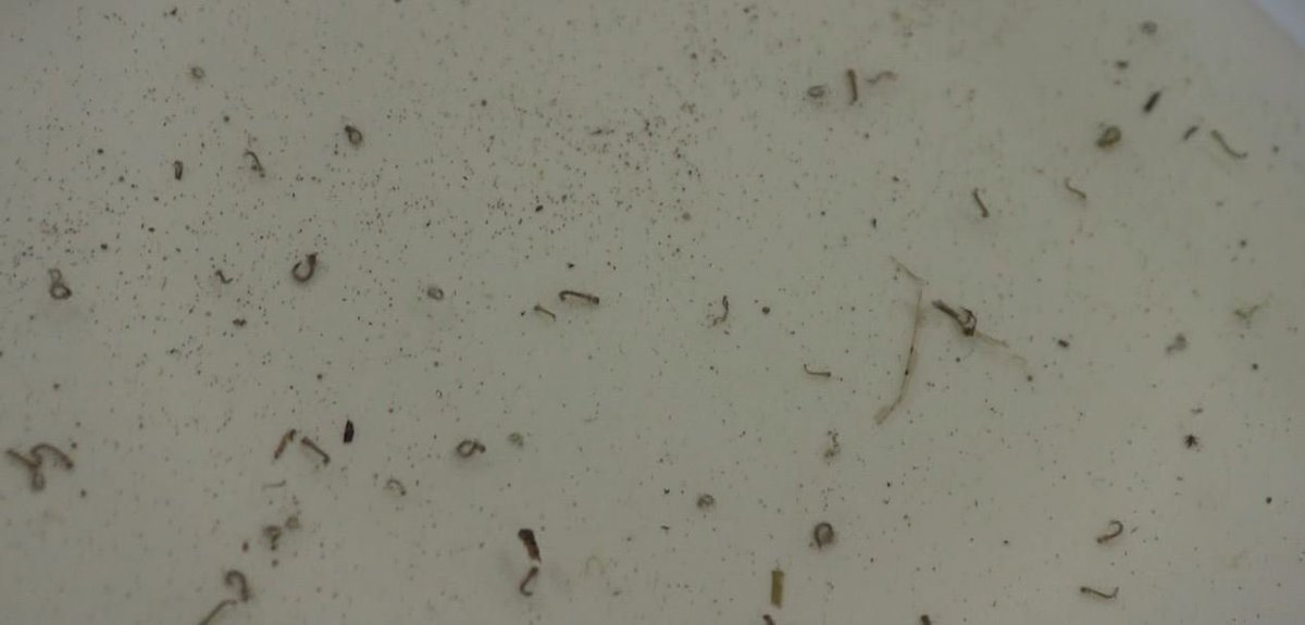 FOX23AllysaCole's tweet photo. Earlier this week @msdh stated a Grenada resident died from West Nile. We spoke w/ @usmscitech Dr. Yee about how the virus spreads. @MyFOX23 https://t.co/BJPKcTEuhg
