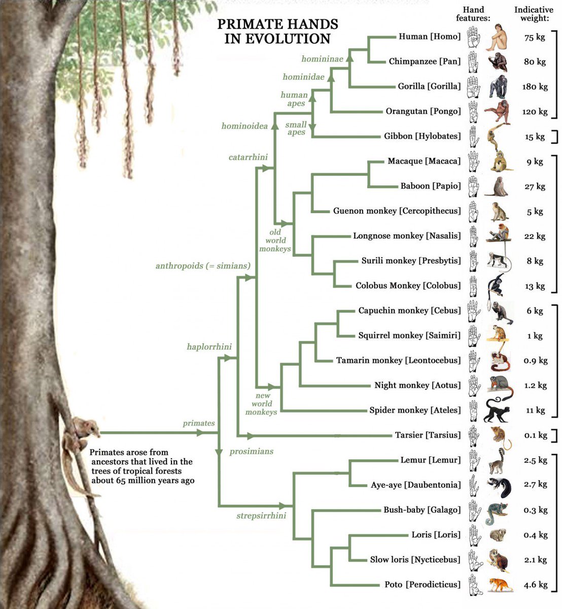 Соответствие дерева человек. Эволюционное Древо гоминид. Филогенетическое Древо приматов. Филогенетическое дерево гоминид. Эволюционное Древо приматов.