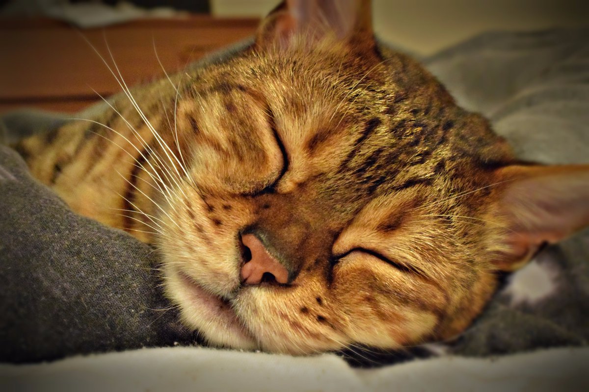 IanRoberts1990's tweet photo. @ProSyndicate My cat Gadget not a care in the world https://t.co/zgo6hBZGO7