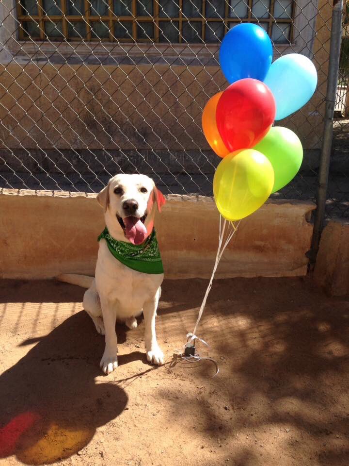 Flantasma1's tweet photo. esto me llena el alma ❤🐶 https://t.co/W5hmXPYrhX