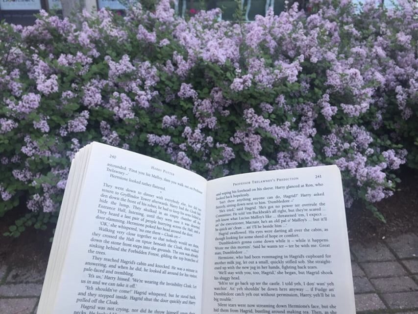 uglibrary's tweet photo. Some great #SummerReads from our #GryphReads collection for the #longweekend. ☀️📚 https://t.co/ozCjzY5p5b