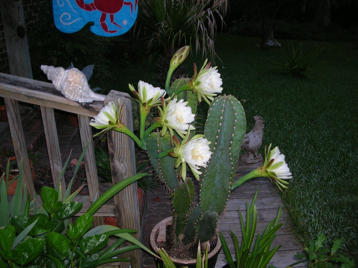 ilenagm's tweet image. RT @ilenagm: @challenguate #whatsblooming #todayinmygarden #bloomingcactus i had to set an alarm to catch this