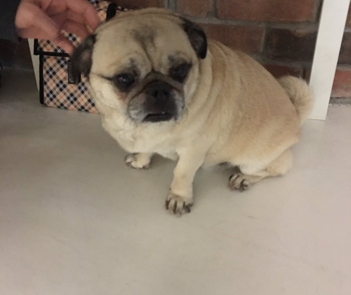 HaoooWu's tweet photo. Meet Dug the cutest pug🐶@hackeryou https://t.co/rA315WxlXz