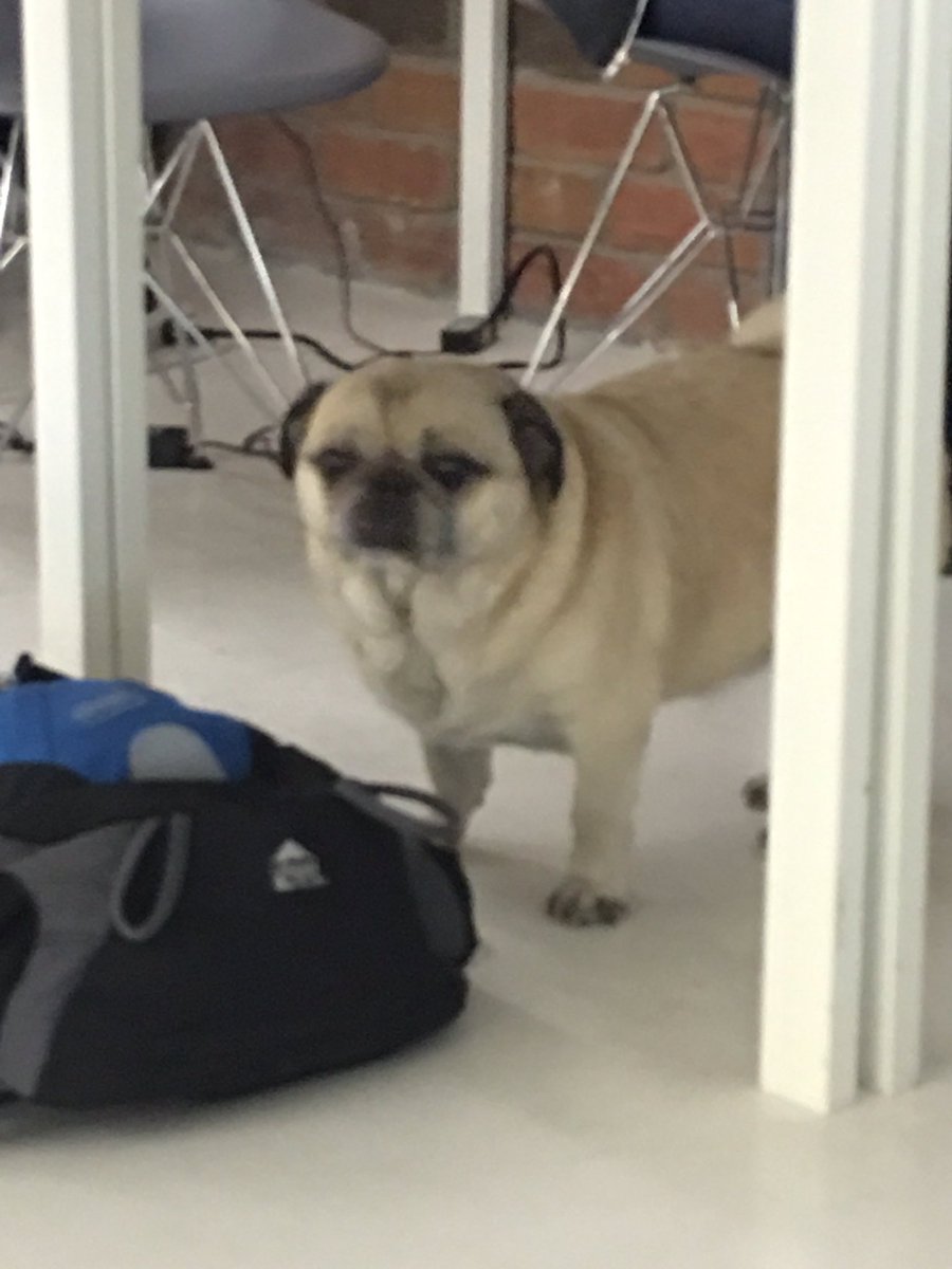 HaoooWu's tweet photo. Meet Dug the cutest pug🐶@hackeryou https://t.co/rA315WxlXz