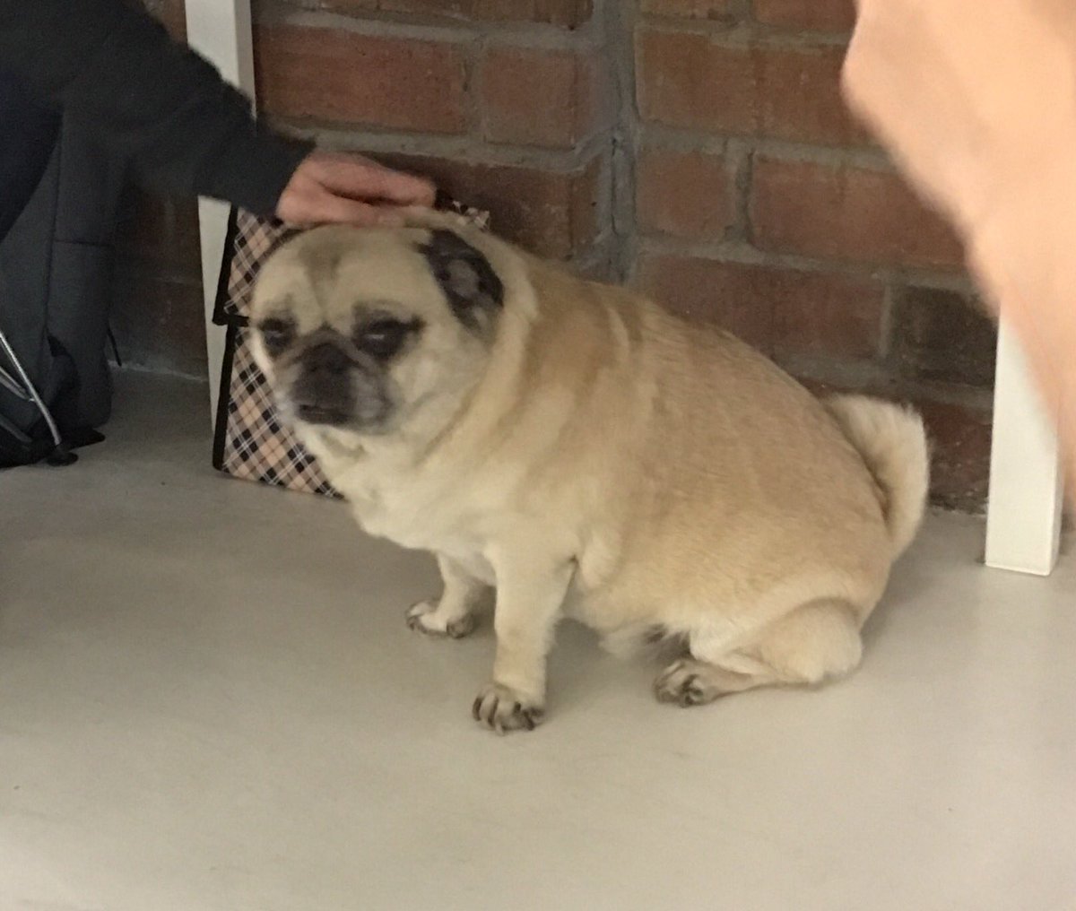 HaoooWu's tweet photo. Meet Dug the cutest pug🐶@hackeryou https://t.co/rA315WxlXz