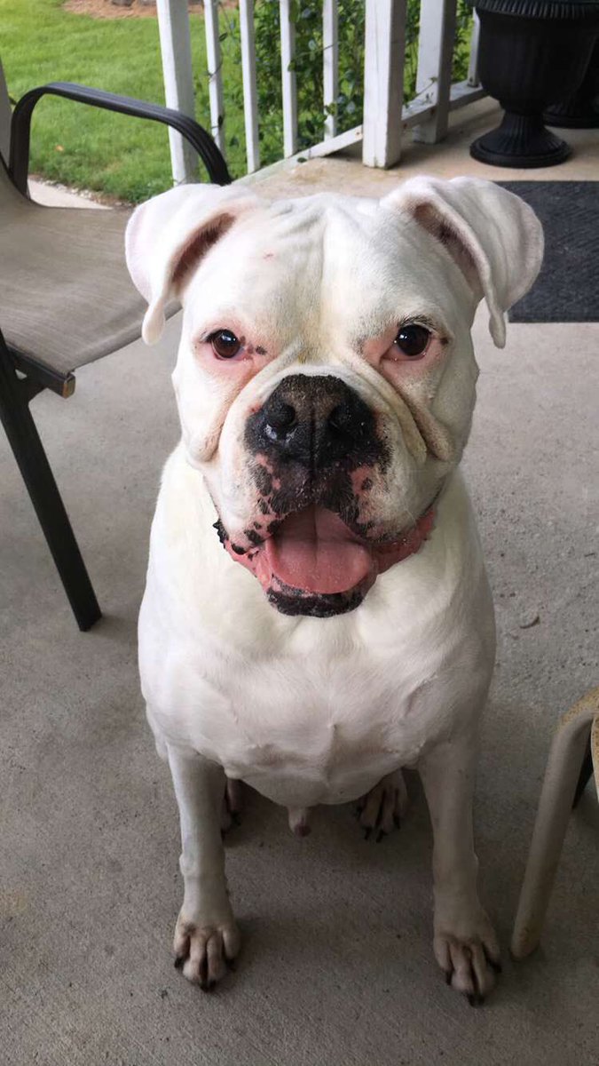 _sherbee's tweet photo. I finally got good photos of Rocco without him looking crazy so here enjoy 😊🐶 https://t.co/uIyZ4HCfQM