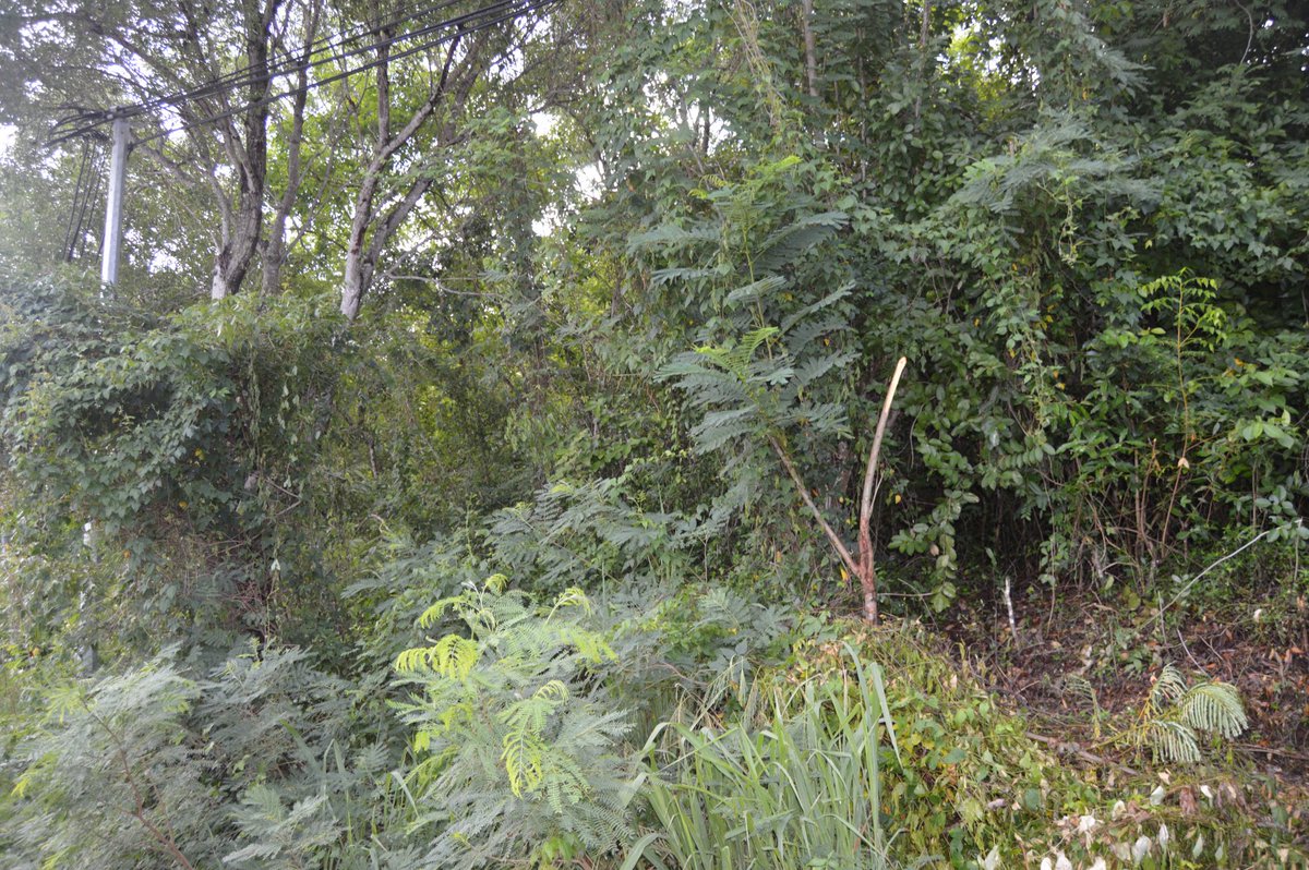 DominiqRigaud's tweet image. Vue exceptionnelle à 180° sur les Anses d'Arlet, terrain de 1000m². #classimmos #immobiliermartinique classimmos.com/fr/vente/1/631…