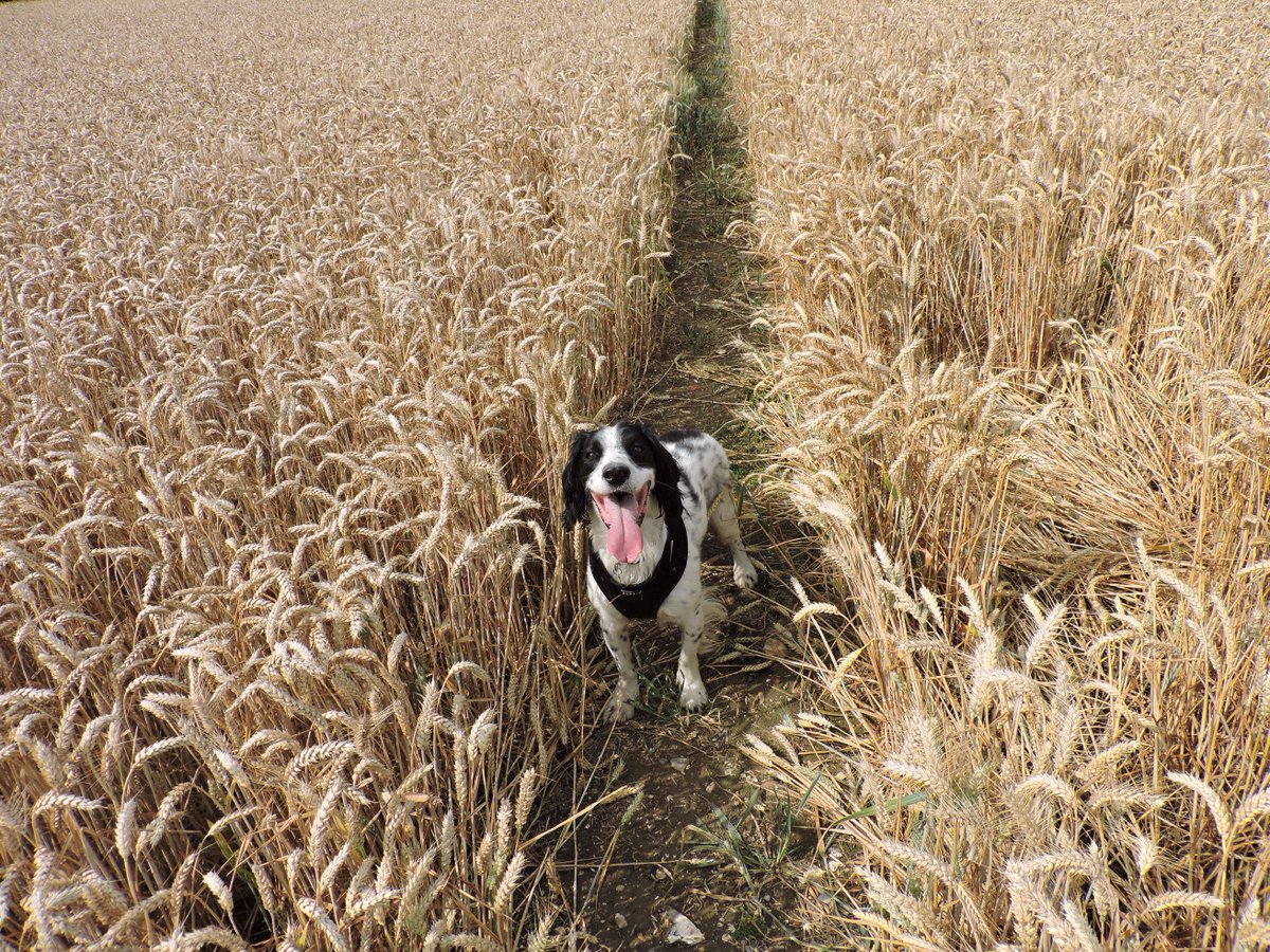 Jen_A_Dodd's tweet photo. #HELP On his afternoon walk this handsome chap disappeared, in High Woods between Hollingbourne and Wormshill in Kent #lostdog #Kent #ME17 https://t.co/Kdq6iYPckA