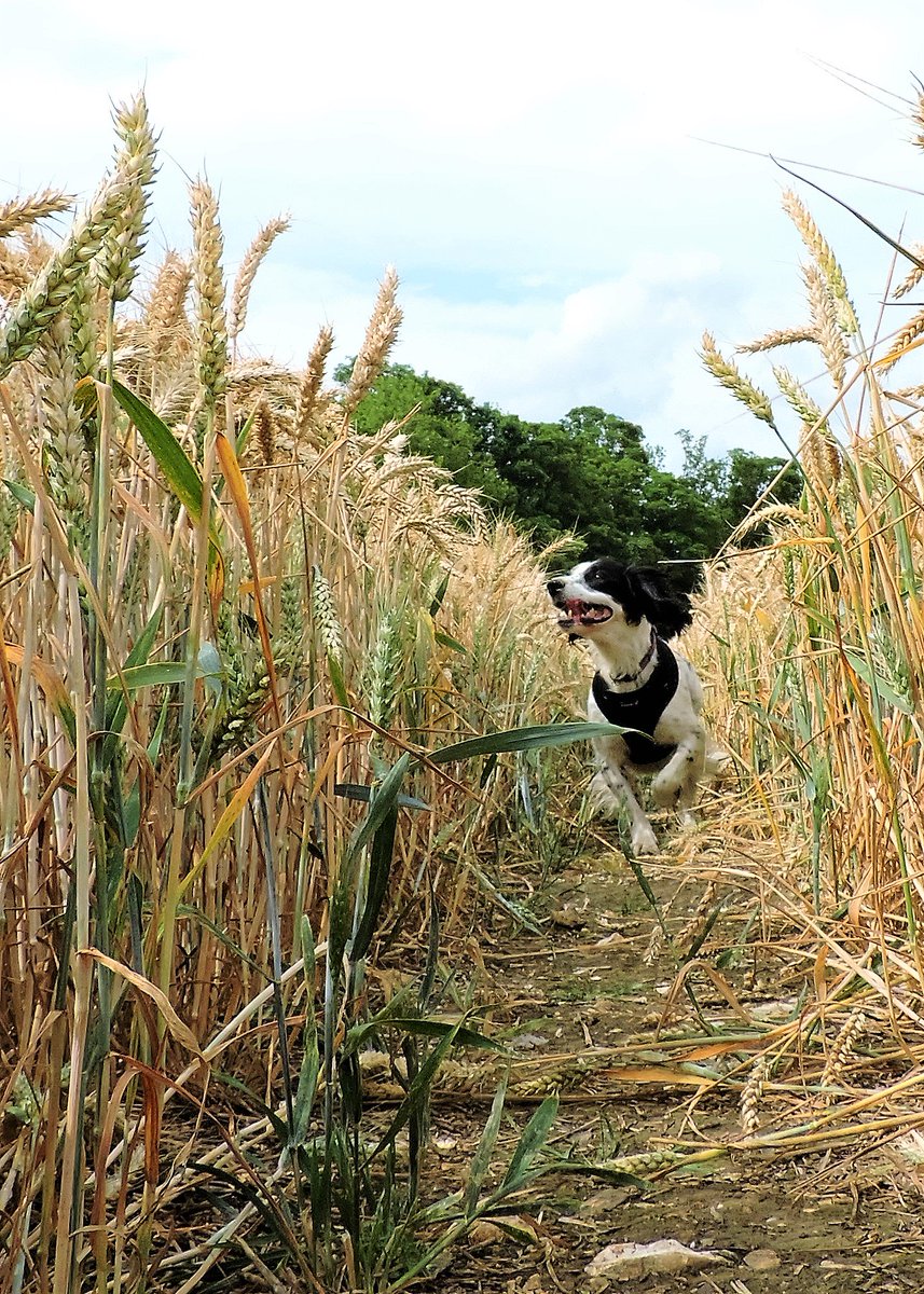 Jen_A_Dodd's tweet photo. #HELP On his afternoon walk this handsome chap disappeared, in High Woods between Hollingbourne and Wormshill in Kent #lostdog #Kent #ME17 https://t.co/Kdq6iYPckA