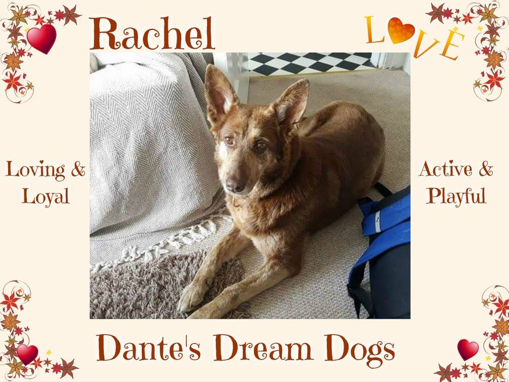 The_Animal_Team's tweet photo. RACHEL, 5yo GSDX, fab girl, loving/loyal/cuddly. Very active girl so new owners must enjoy walking &amp; playing with her. #Adopt 📞07809582729 https://t.co/r9xOwOFIbd