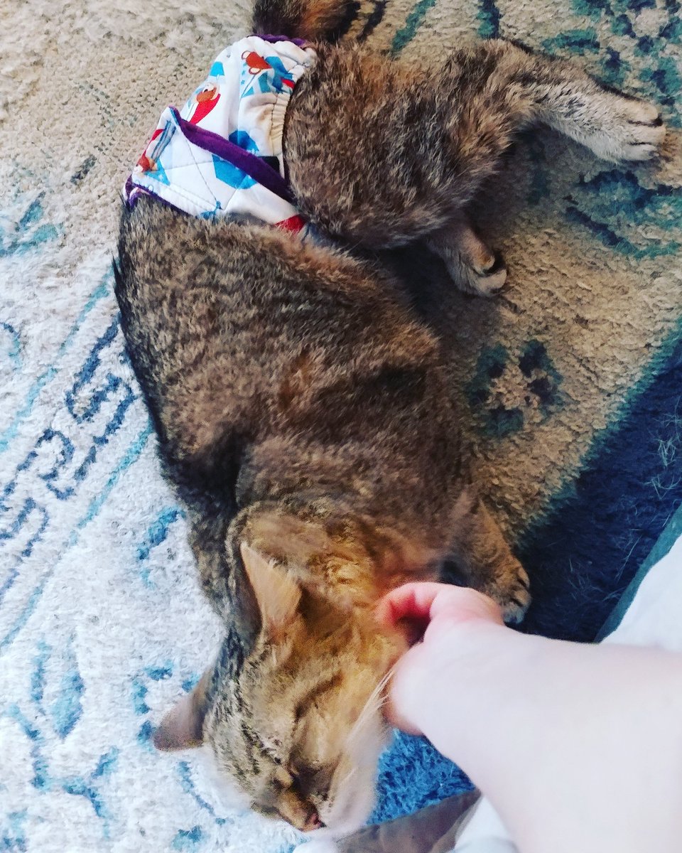 My old lady showing off her new diaper from <a href="/barkertime_pet/">Barkertime</a> 
This is the first time she's worn a diaper, and she doesnt mind at all! #cat