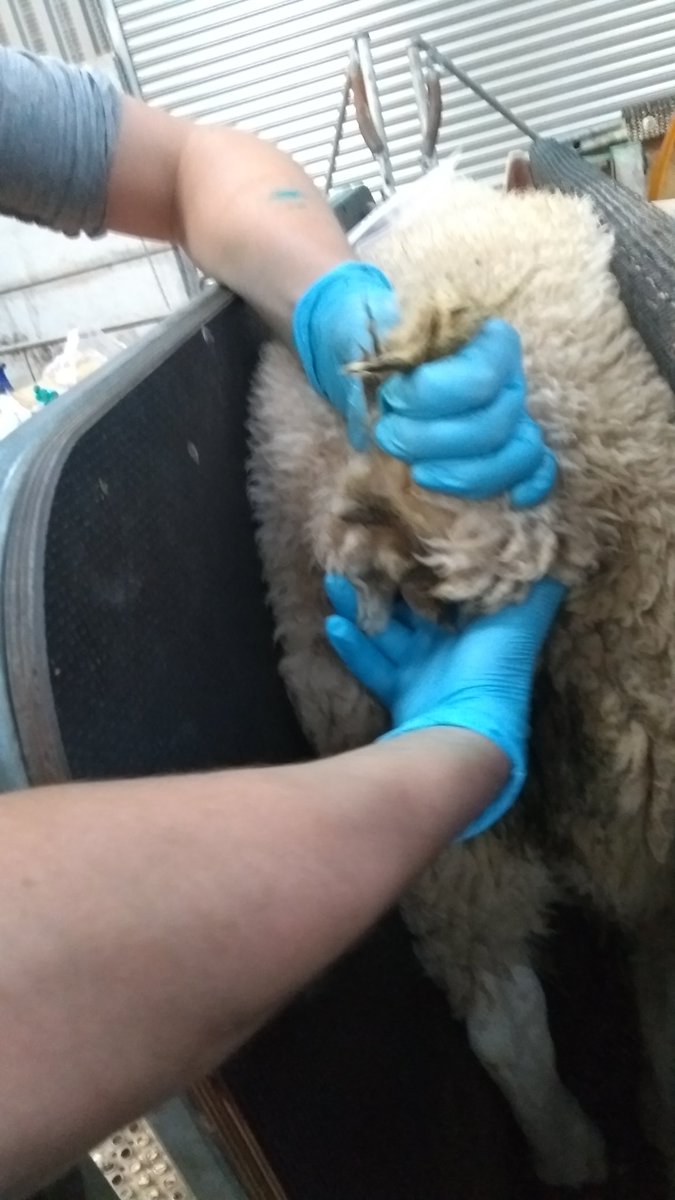 SheepLeepLtd's tweet photo. Driving genetic gain with individual FEC and saliva swab for IgA. #sheep365 #ContractShepherd #Lleyn #HiIndex #Maternal #BiologyInAction https://t.co/ueNHepdYp2