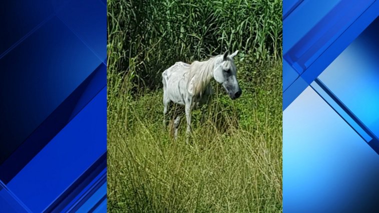 Emaciated horse found abandoned in northwest Miami-Dade, SPCA says bit.ly/2ubrOto https://t.co/xynAz4bw14