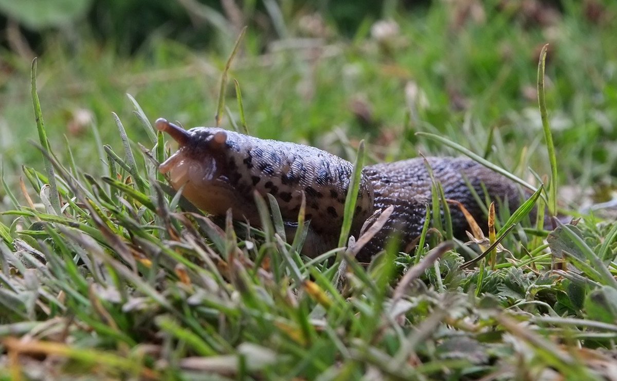 scotfot's tweet photo. leopard slug - long! https://t.co/CYOLwMolbo